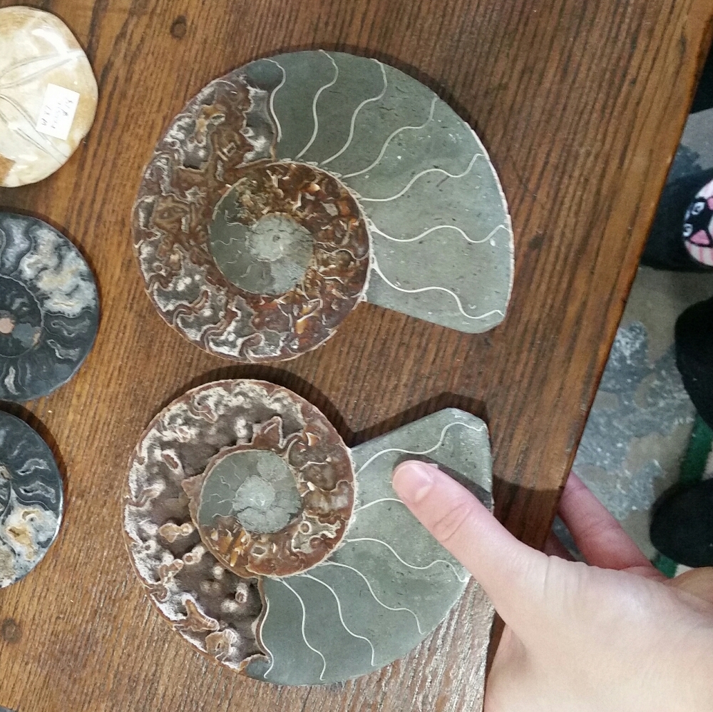 Amorite Fossilized Crystals